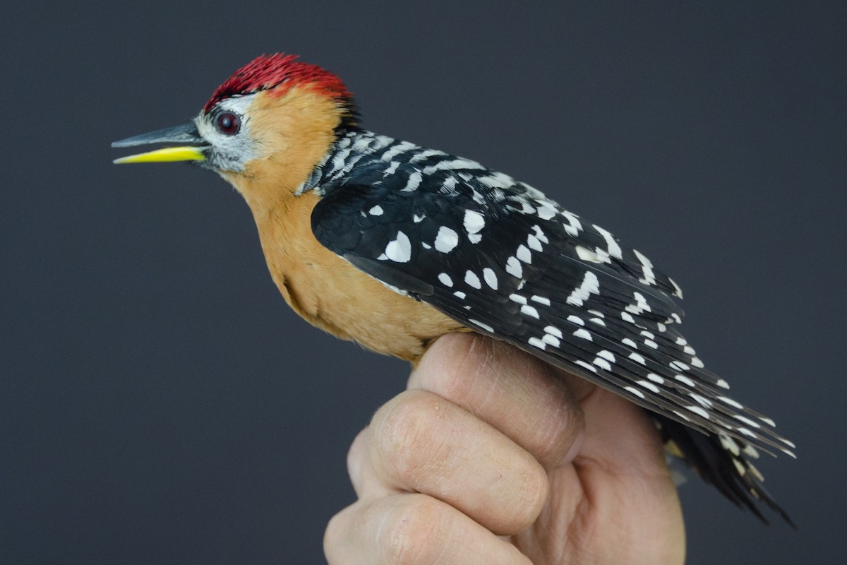 Rufous-bellied Woodpecker - Alexander Thomas