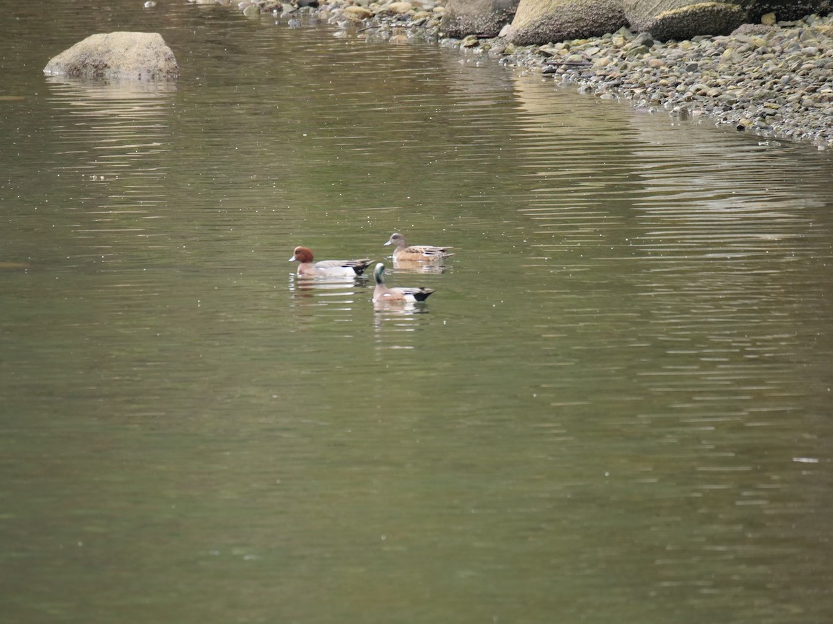 American Wigeon - ML311184791