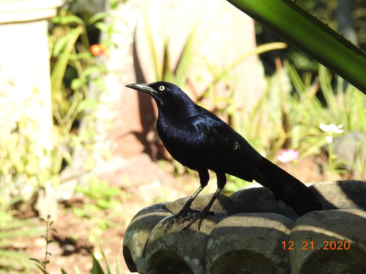 Great-tailed Grackle (Western) - ML311184961