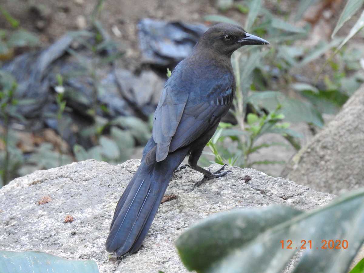 Great-tailed Grackle (Western) - ML311184971