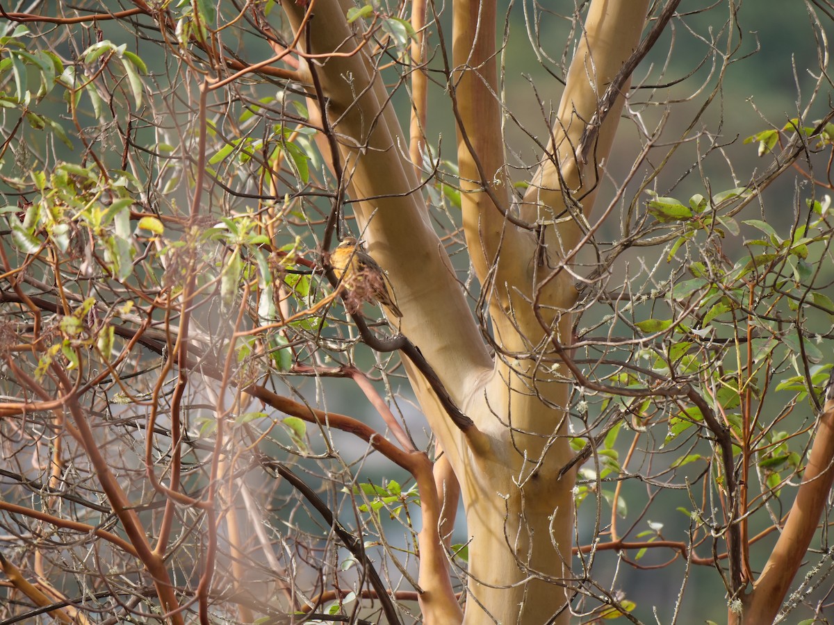 Varied Thrush - ML311186171