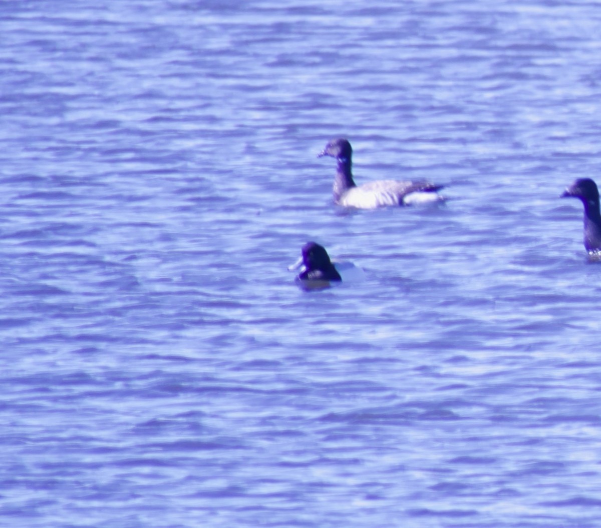 Lesser Scaup - Tom Gillen