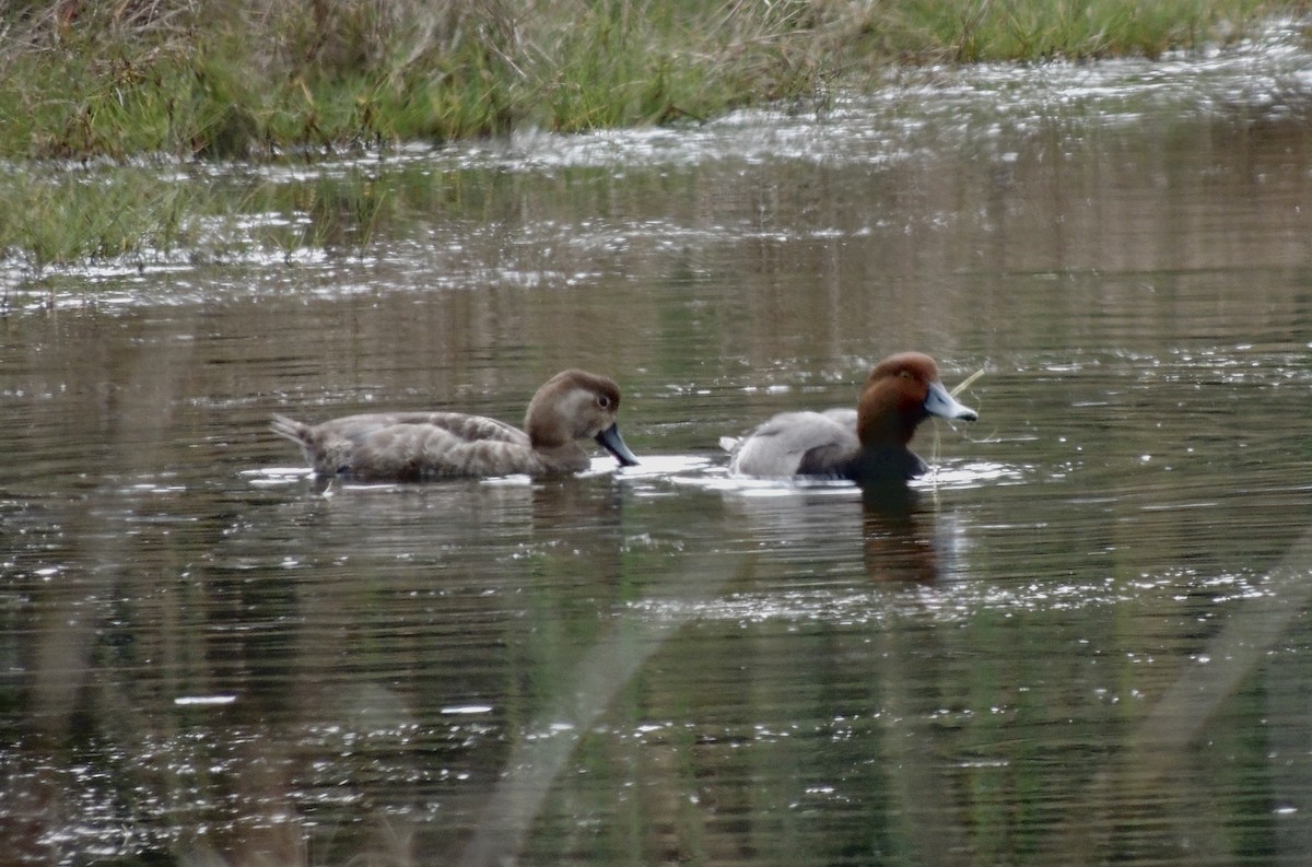 Redhead - ML311188131