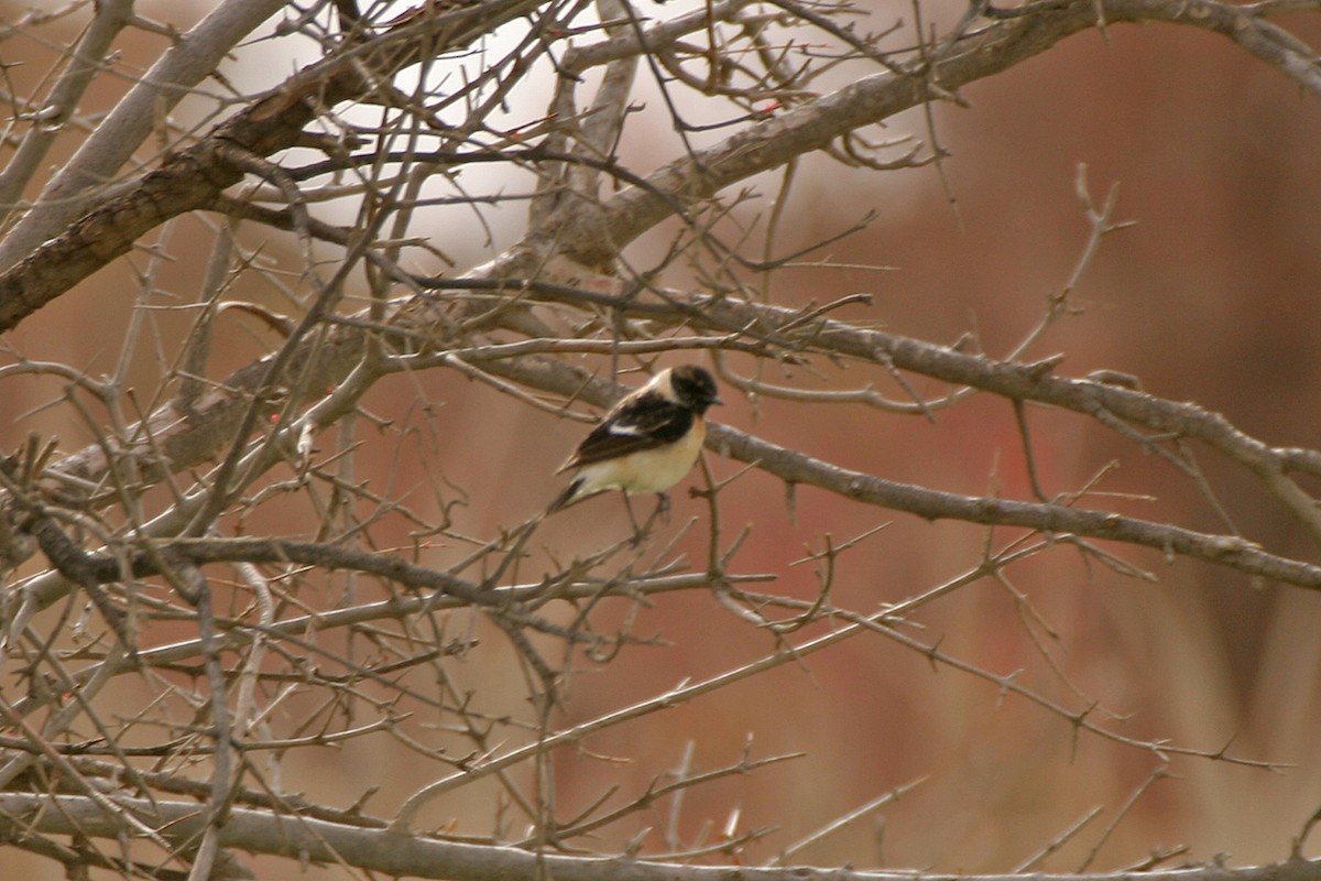 Siberian Stonechat (Caspian) - ML311188271