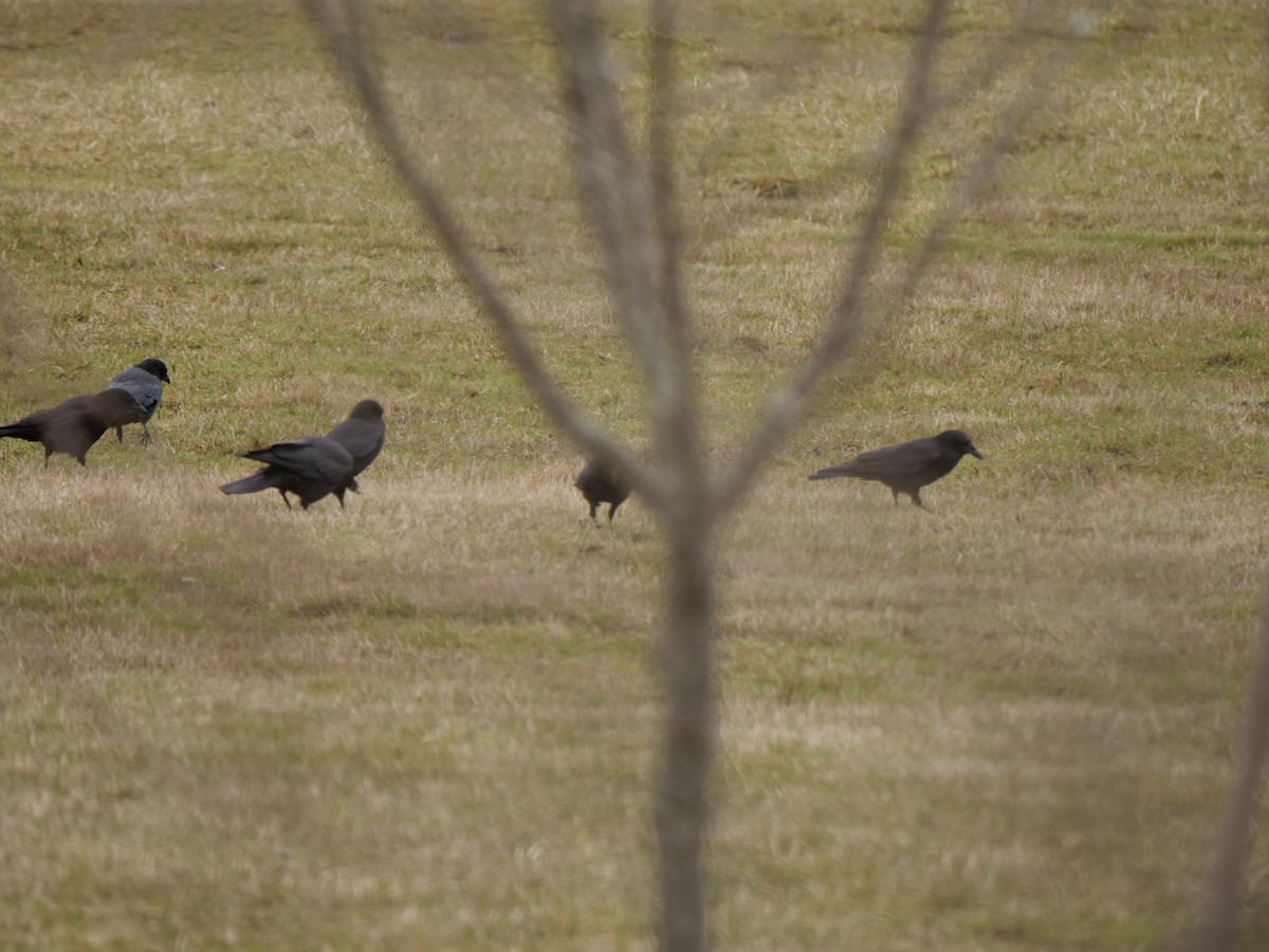 American Crow - ML311188341