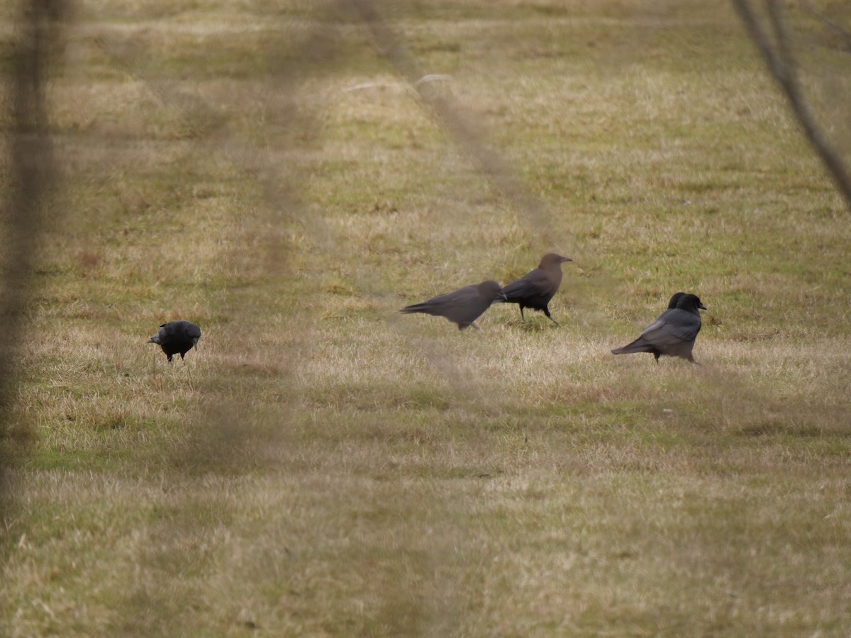 American Crow - ML311188741