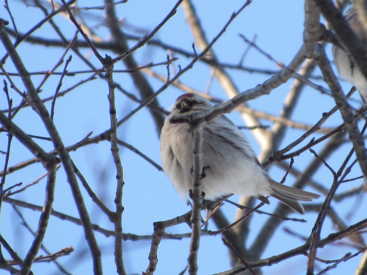 Redpoll (Hoary) - ML311190011