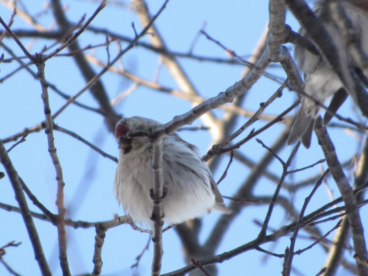 Redpoll (Hoary) - ML311190121
