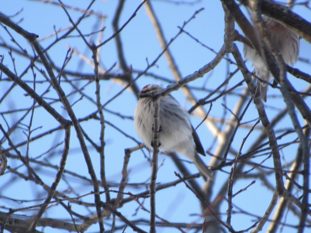 Redpoll (Hoary) - ML311190191