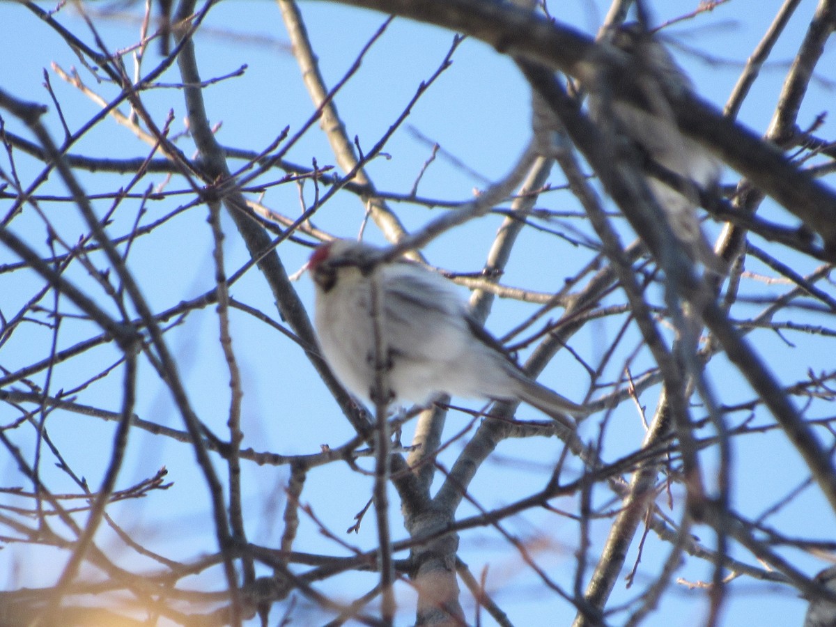 Redpoll (Hoary) - ML311190241
