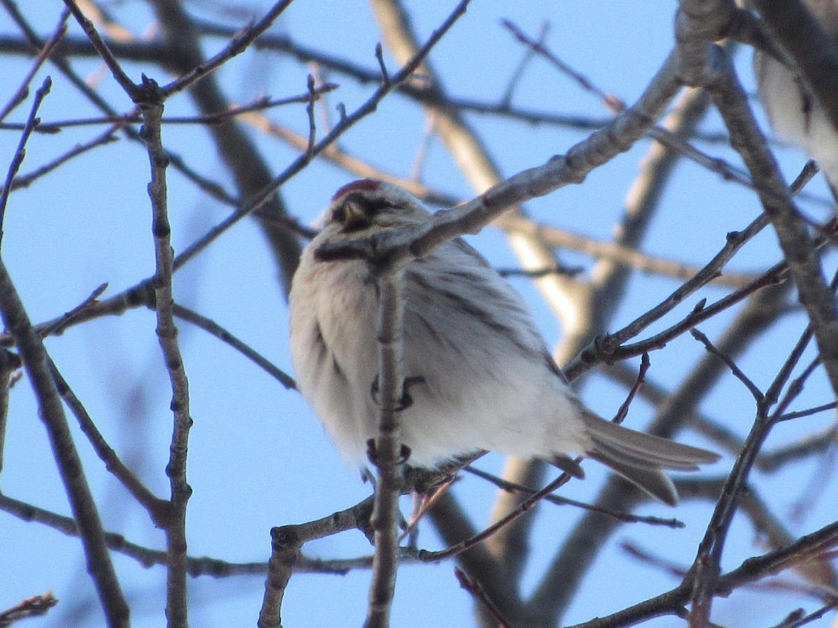 Redpoll (Hoary) - ML311190271