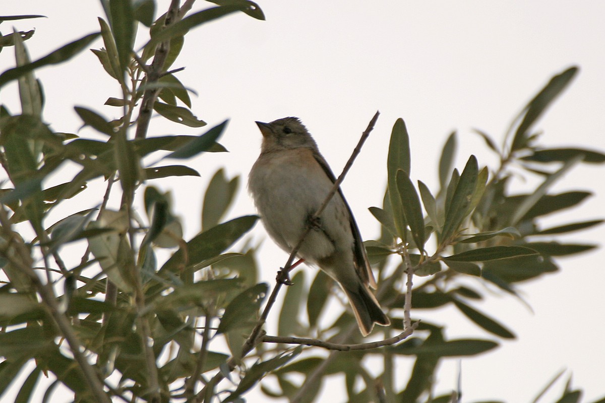 Brambling - ML311191251