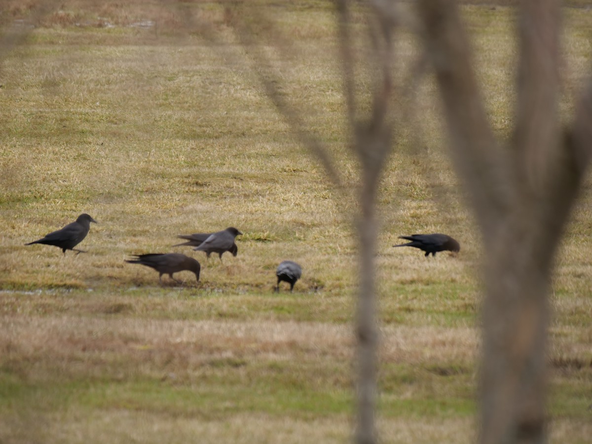 American Crow - ML311192091
