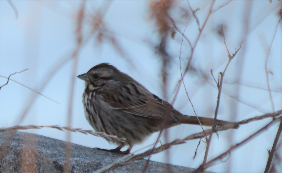 Song Sparrow - ML311197361