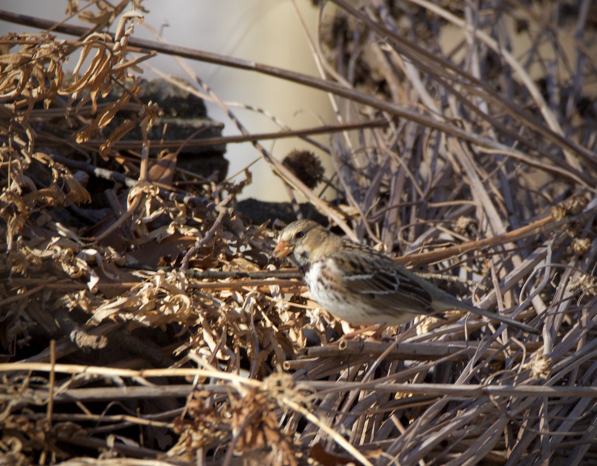 Harris's Sparrow - ML311197661