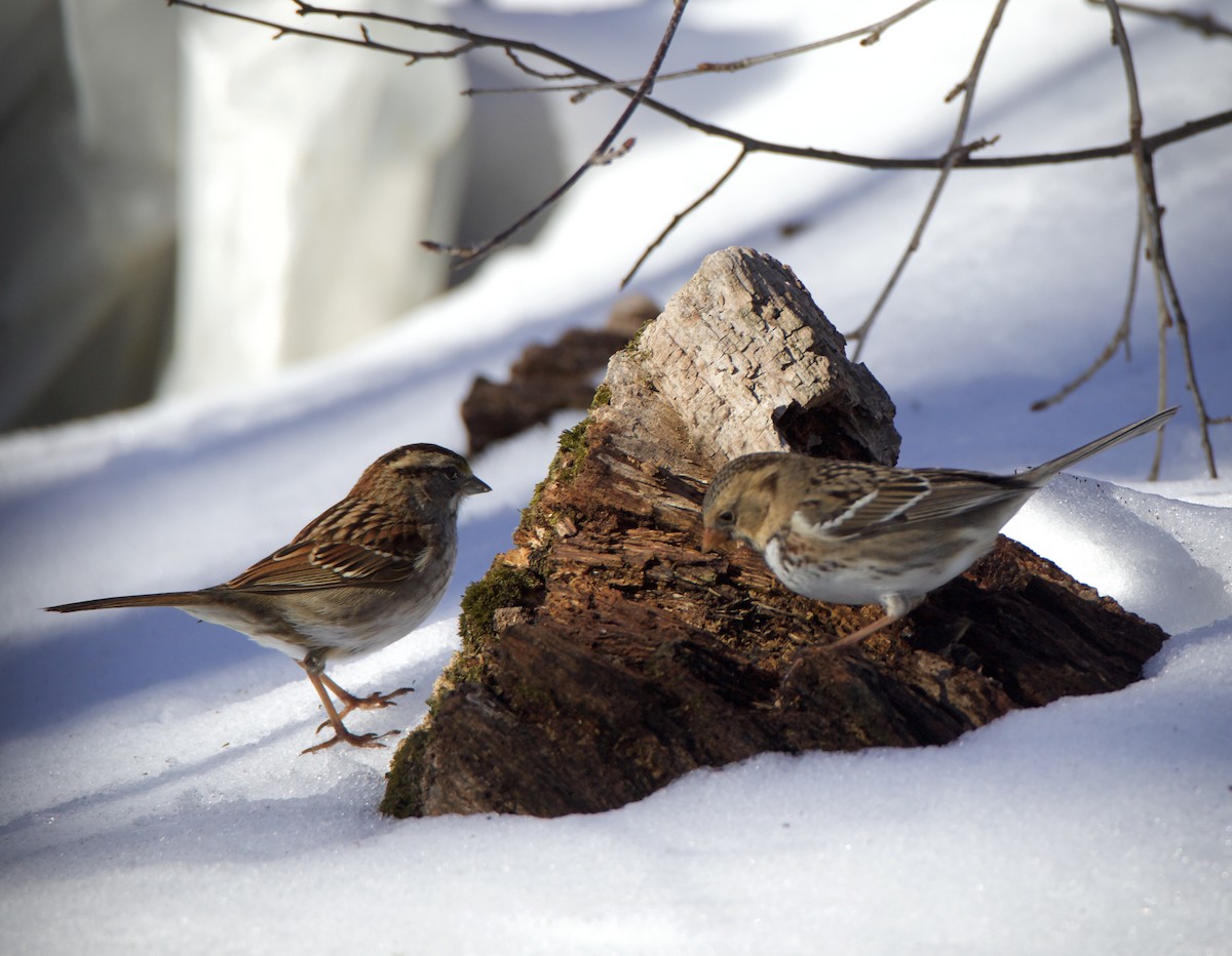 Harris's Sparrow - Derek Stoner