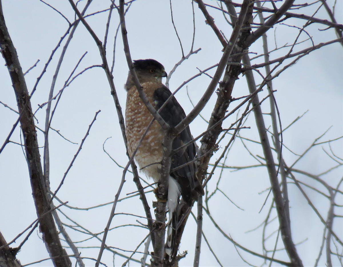 Cooper's Hawk - ML311200221