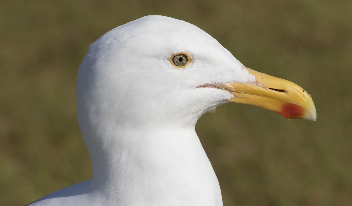 Western Gull - ML311202771