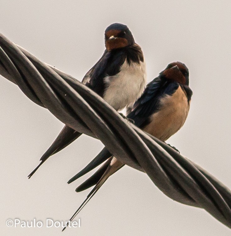 Golondrina Común - ML31120301