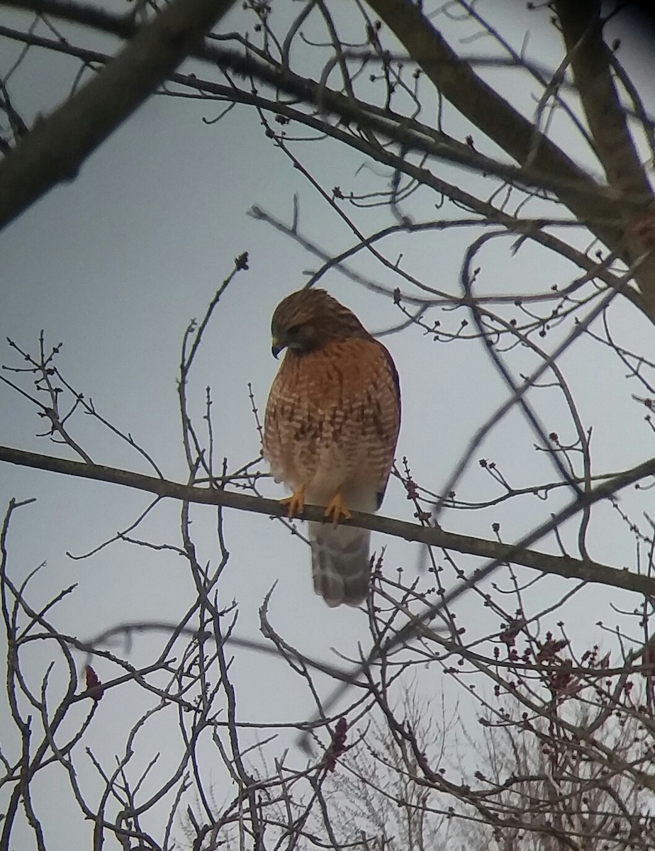 Red-shouldered Hawk - ML311204011