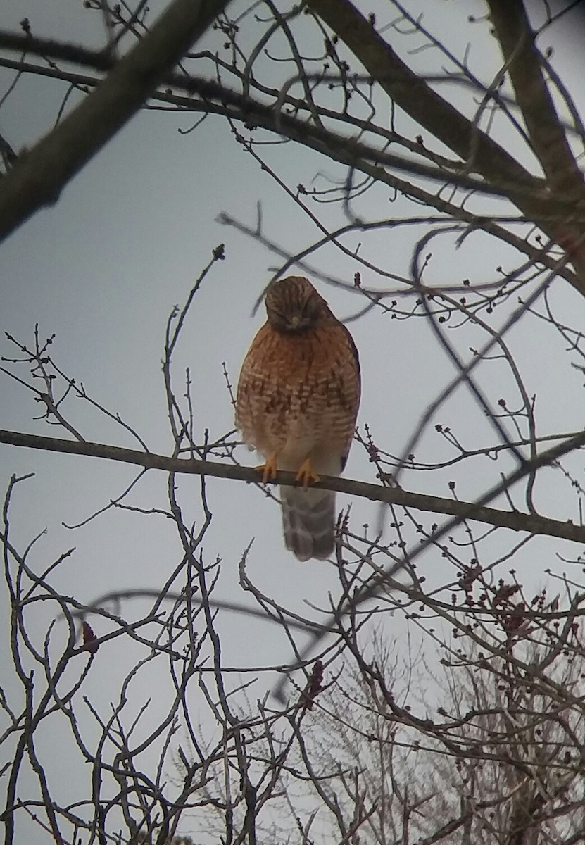 Red-shouldered Hawk - ML311204031