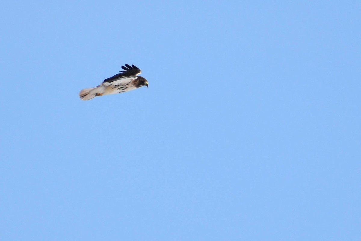 Red-tailed Hawk - ML311204861
