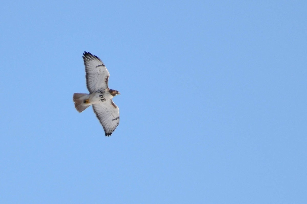 Red-tailed Hawk - ML311204961