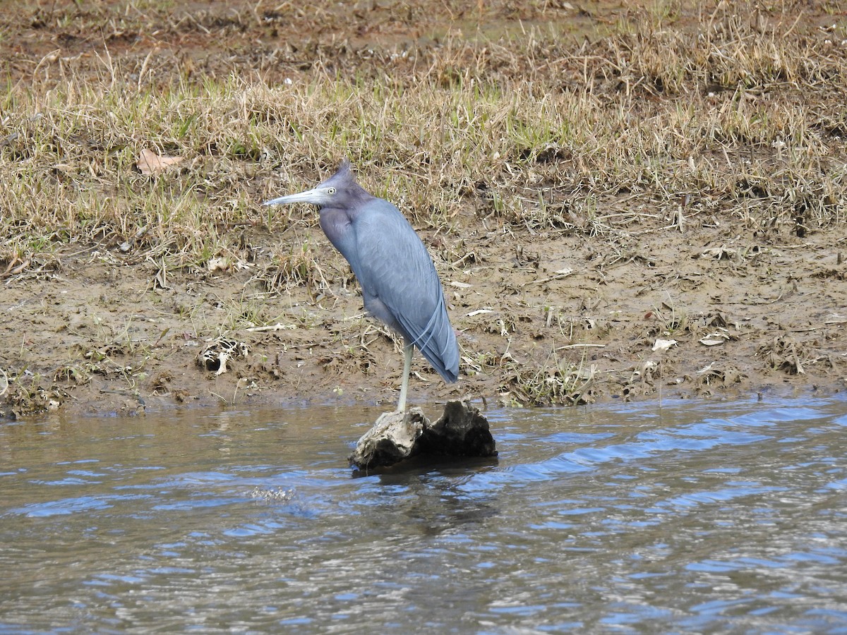 ヒメアカクロサギ - ML311206331