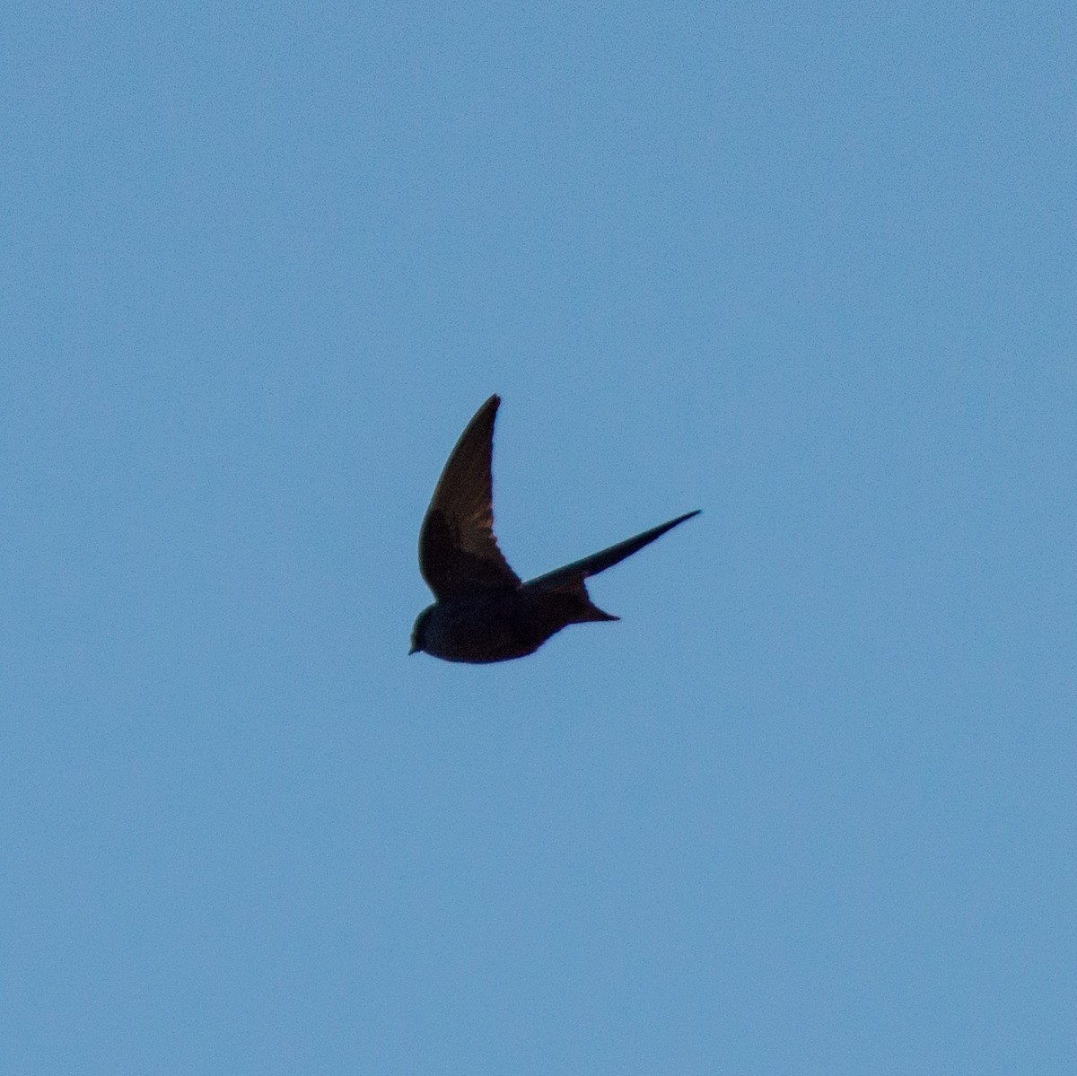 Purple Martin - ML311207761