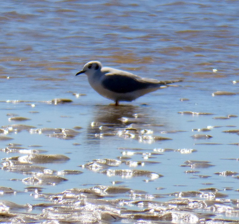 Bonaparte's Gull - ML311208921