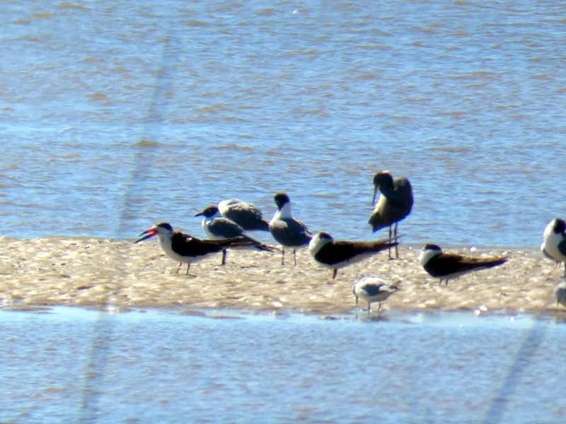 Black Skimmer - ML311209071