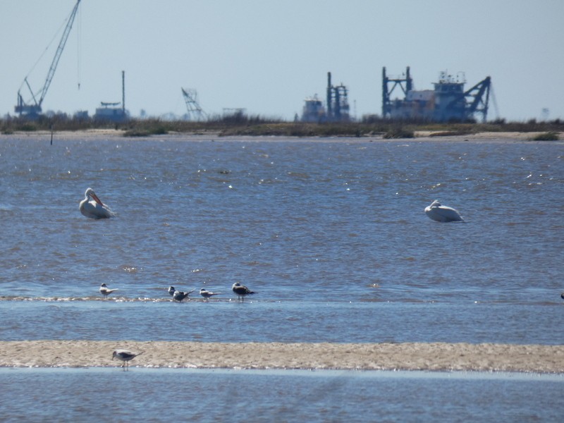 American White Pelican - ML311209161