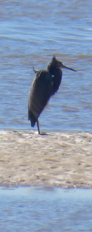 Tricolored Heron - ML311209301