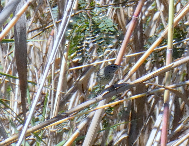 Palm Warbler - ML311209391