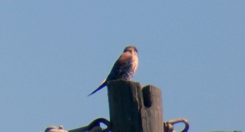 American Kestrel - ML311209581