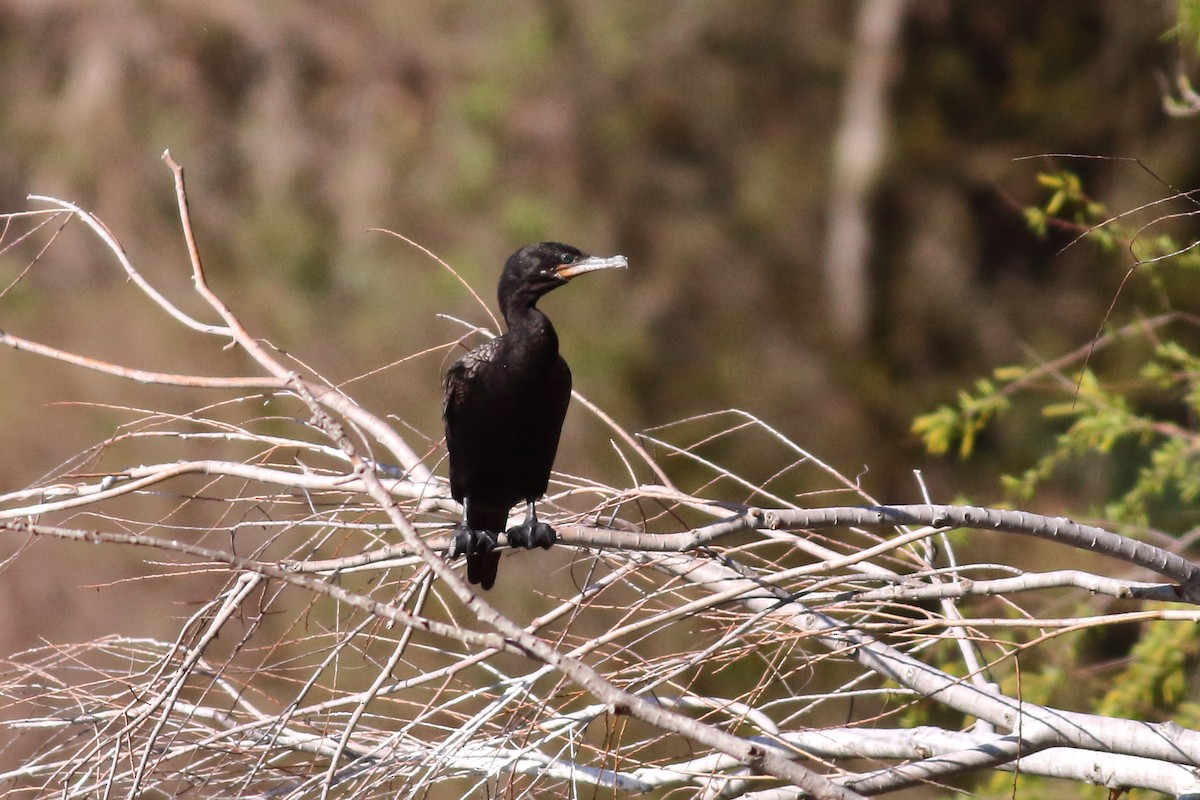 Neotropic Cormorant - ML311210381