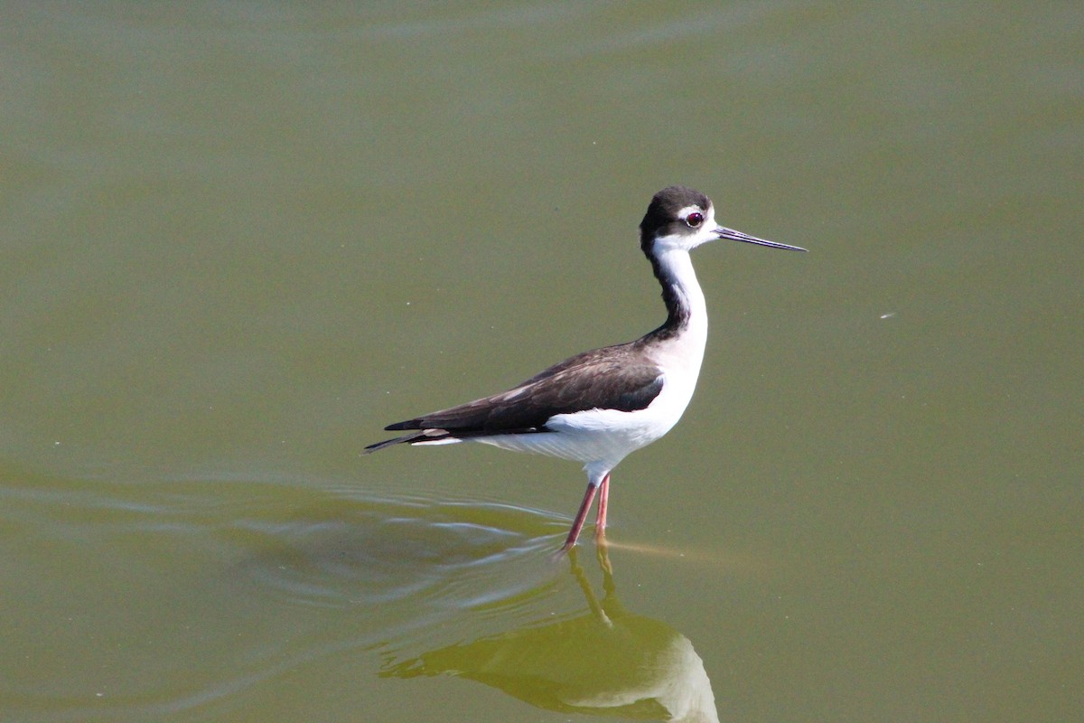 Black-necked Stilt - ML311210641