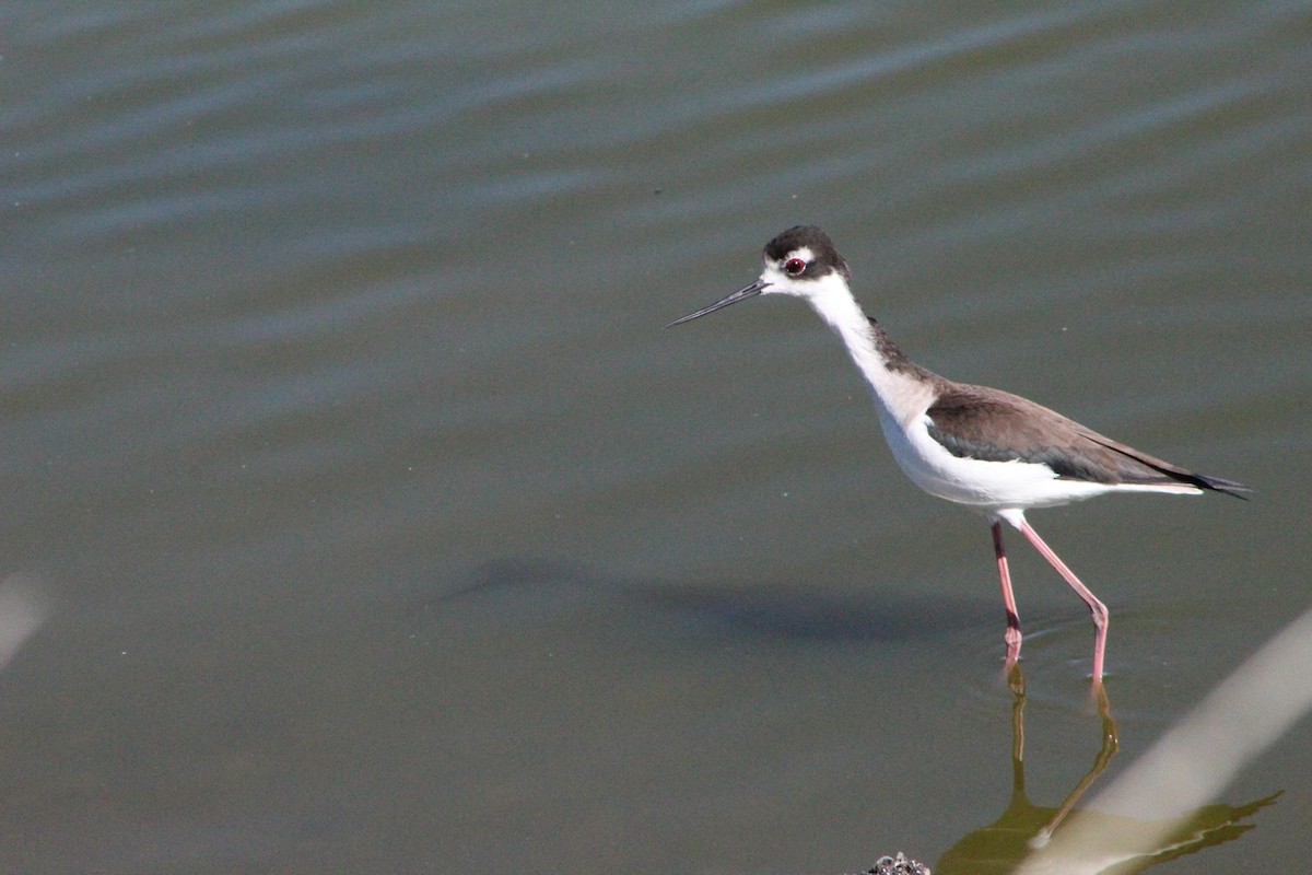 Black-necked Stilt - Patrick Resler-Miller