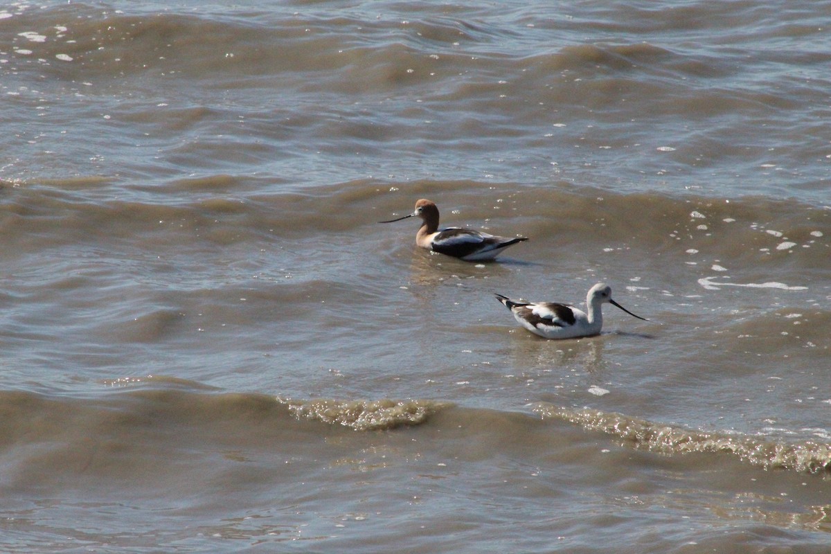 Avoceta Americana - ML311210891