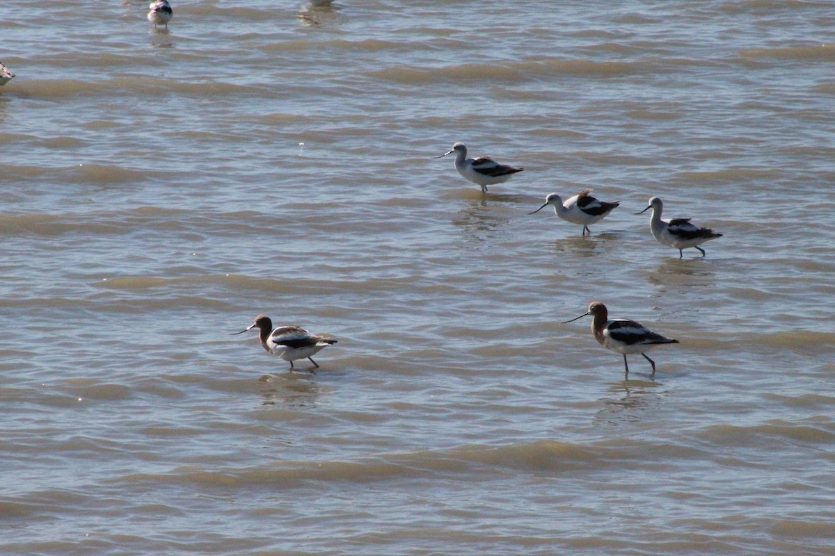 American Avocet - ML311210901