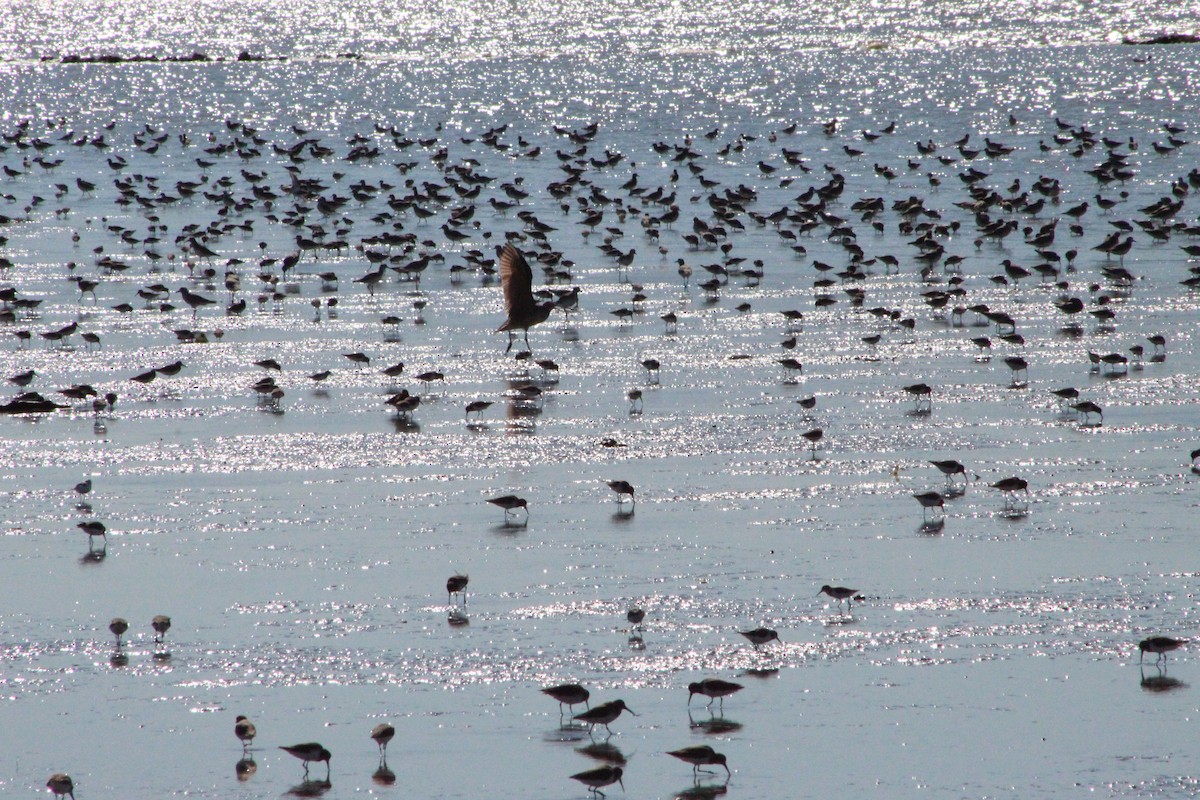 Calidris sp. (peep sp.) - ML311210981