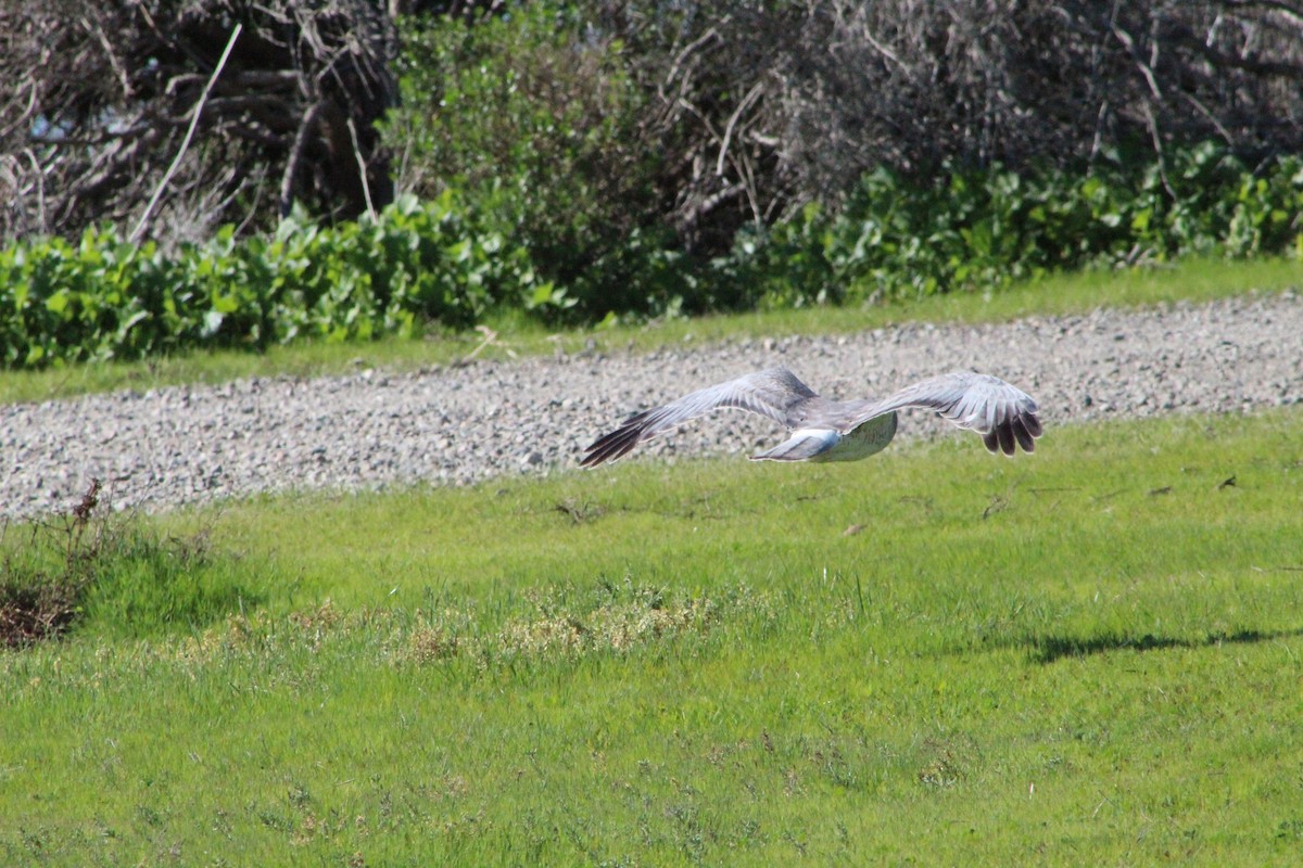 Northern Harrier - ML311211161