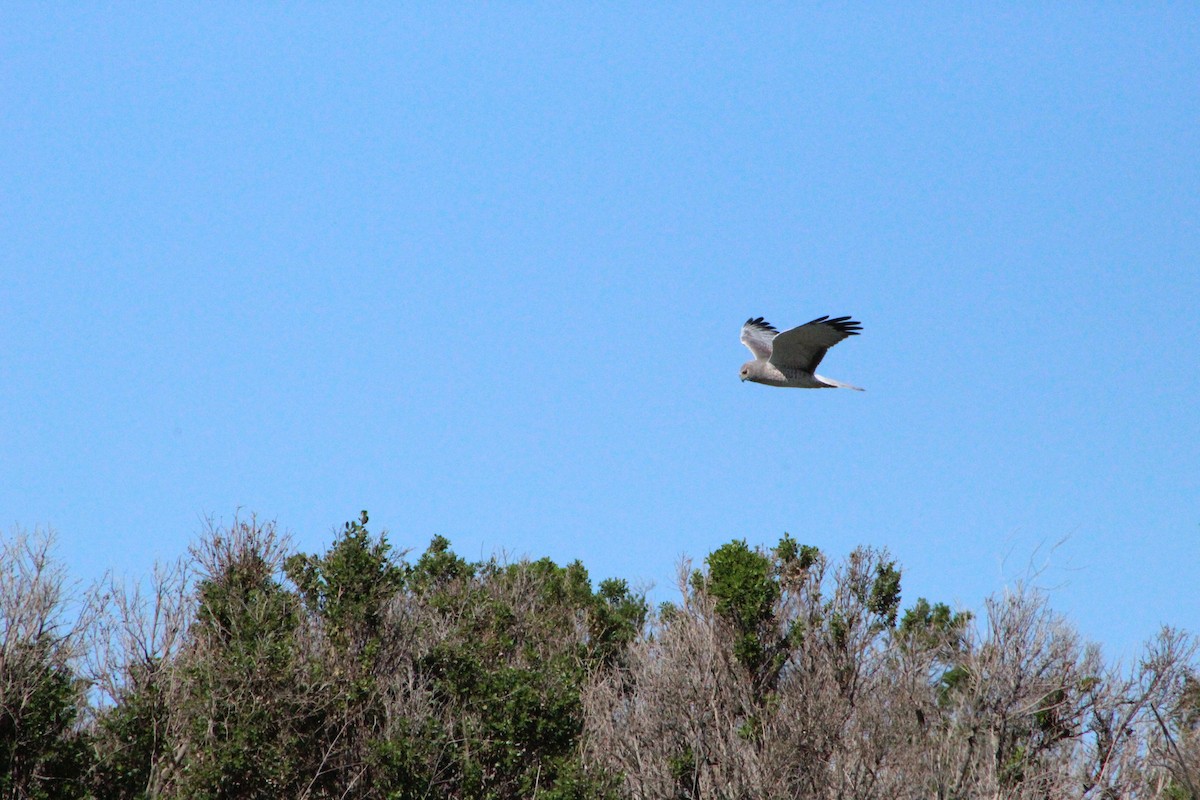 Northern Harrier - ML311211181