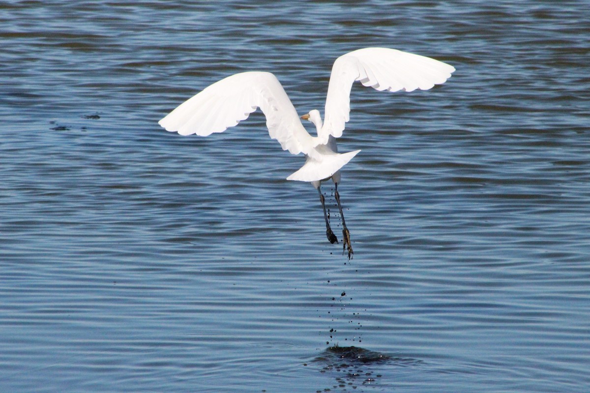 Great Egret - ML311211341