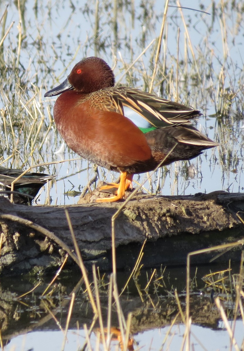 Cinnamon Teal - Marya Moosman