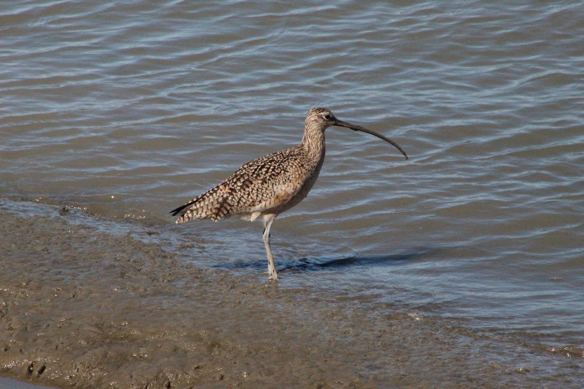 Long-billed Curlew - ML311211571