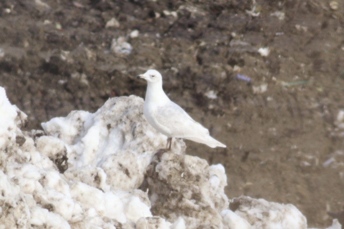 Iceland Gull (kumlieni) - ML311212051