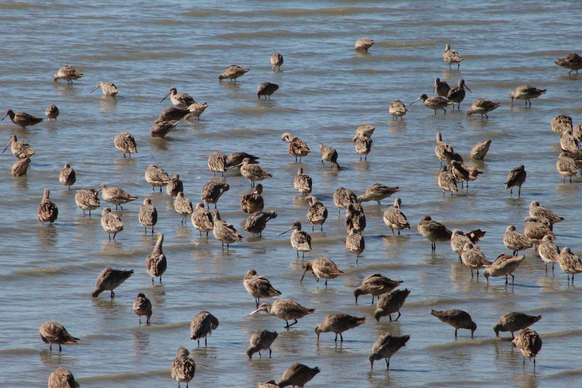 Marbled Godwit - ML311212151