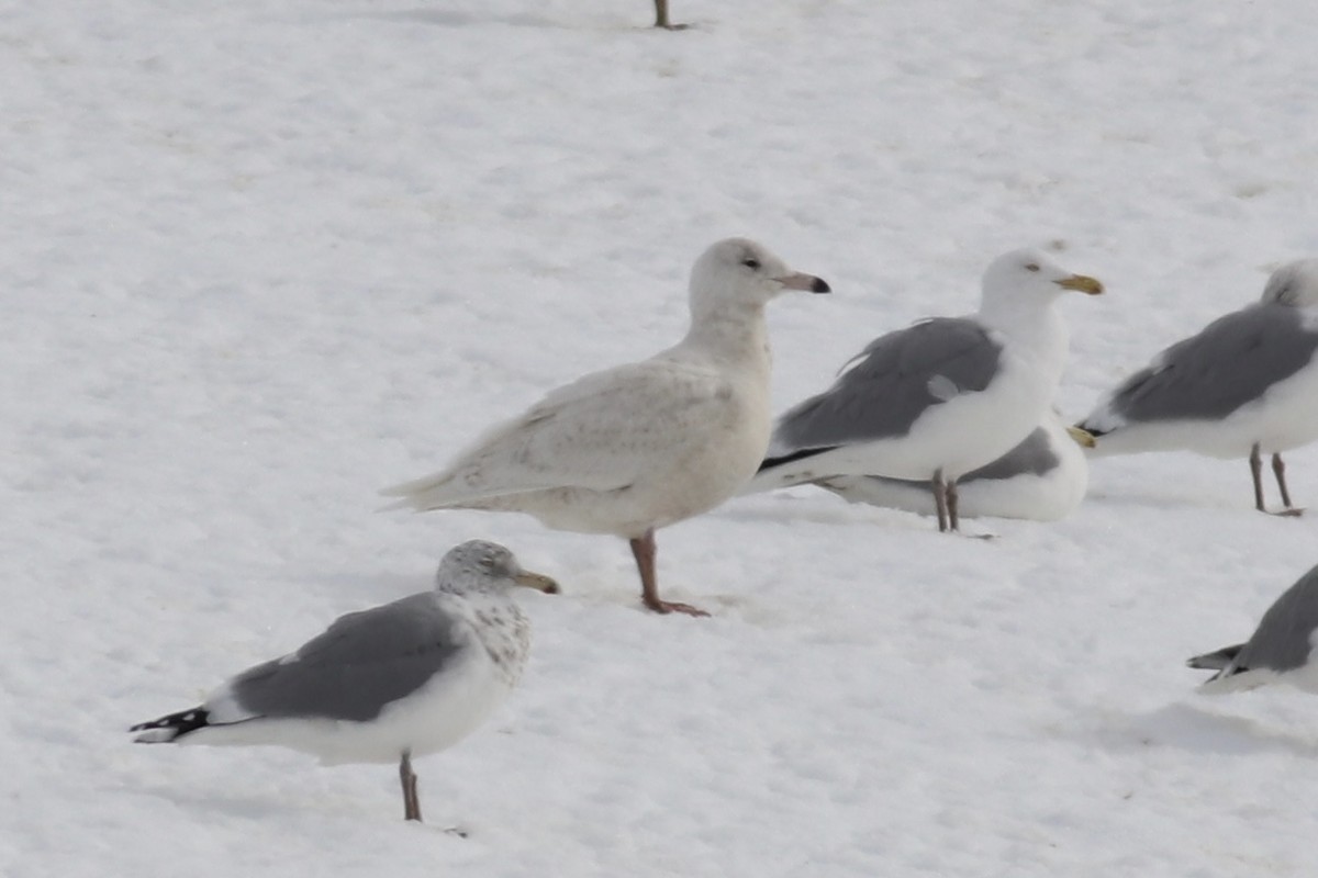 Glaucous Gull - ML311212171