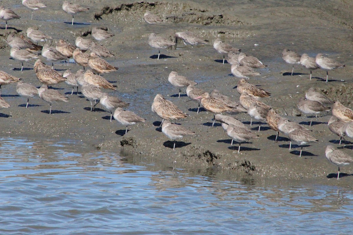 Willet - ML311212401